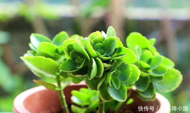 枝条|手把手教你长寿花从扦插到开花的养护全程