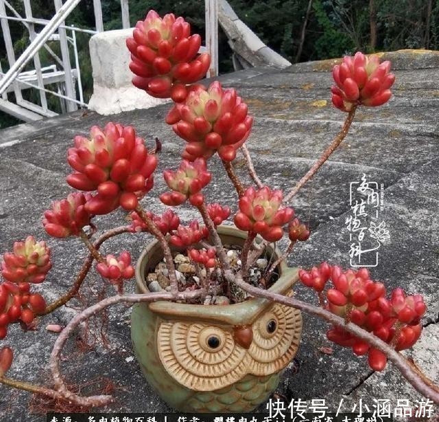 从一颗到500多盆,遇见多肉后,满眼全是你!