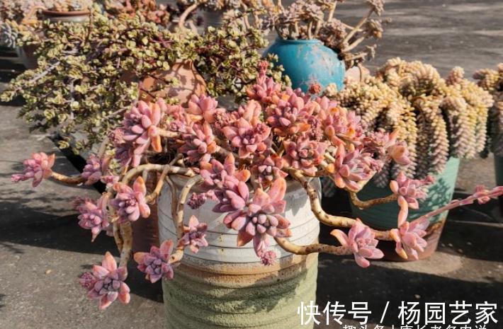 多肉冬美人跟秋丽比高低?冬美人皮实更胜一筹,秋丽颜值略胜一分