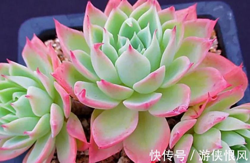 多肉三色菫怎么养出群生手捧花