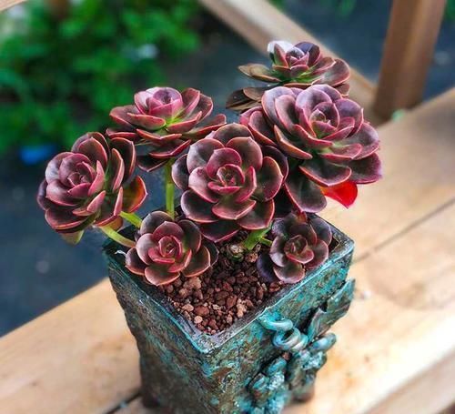 养多肉老桩没有捷径,踏踏实实才能长出状态,撸叶子只是表面功夫