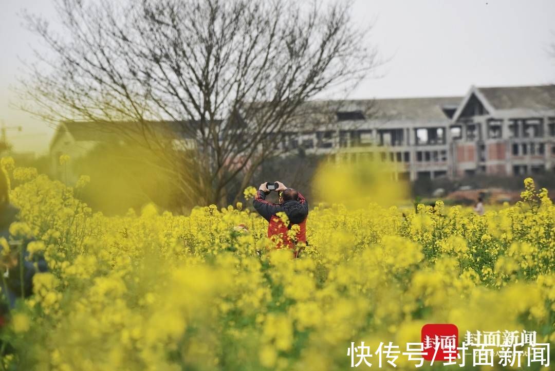 踏青|成都郊外油菜花已悄然绽放 周末搭上开往春天的地铁去赏花踏青