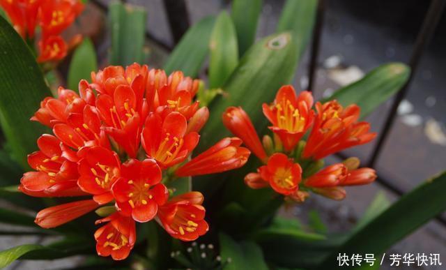 王大爷园|王大爷园土养几十盆君子兰,一周一次“黑水”,叶子油亮年年开花