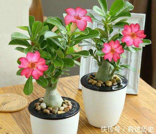 超长|4款花香气浓郁,一卉能熏一室香,花期超长,养护简单,值得栽培