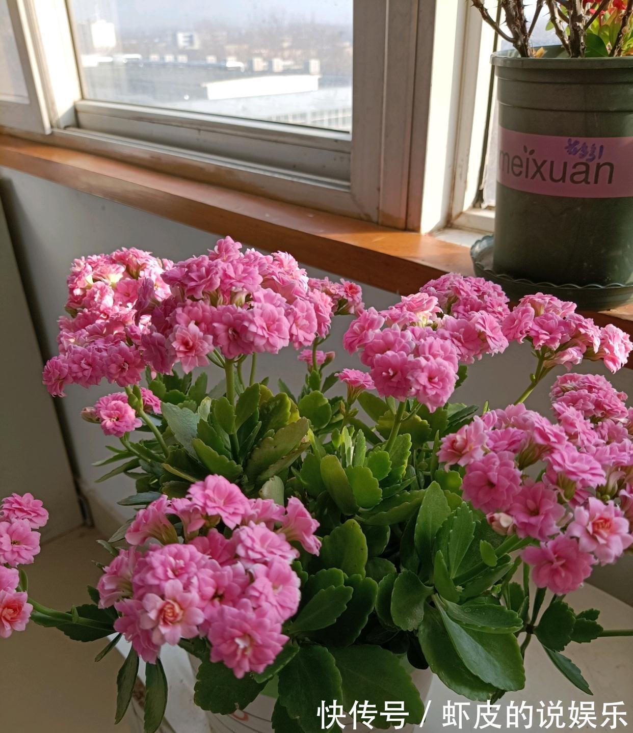 冬天养7种花,“干养”才能活,多灌一杯水,枯萎死翘翘