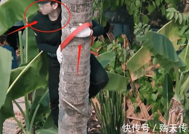 向往的生活|向往的生活何炅阻止彭昱畅上树,听清喊话内容,这才是真正威严