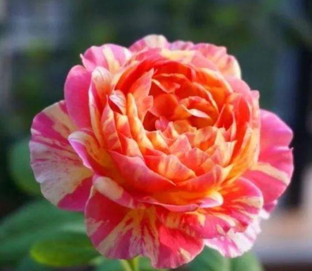 4种花是真正的开花机器,空气清新,满屋飘香