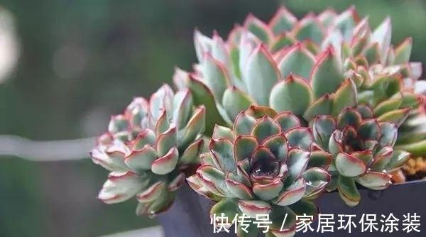 花月夜 不仅限于诗词歌赋 多肉花月夜 同样美好 全网搜