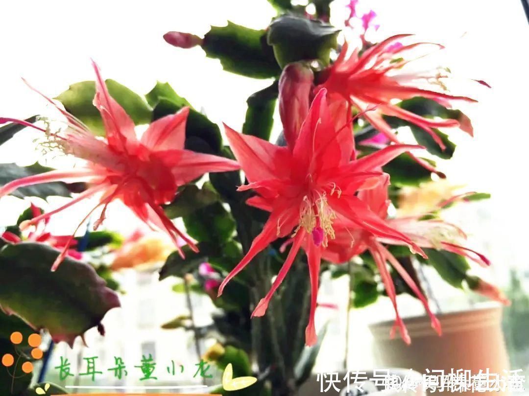 水仙|上万块的蟹爪兰，开花像烟花，养过的人不多