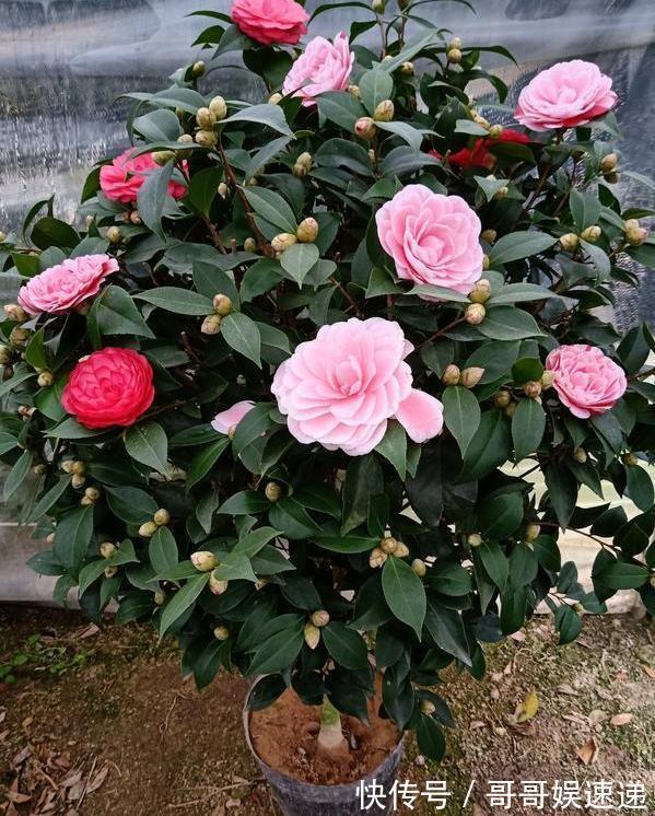 养殖茶花，盆栽里放上它们，保管枝叶繁茂长爆盆、嗖嗖窜花