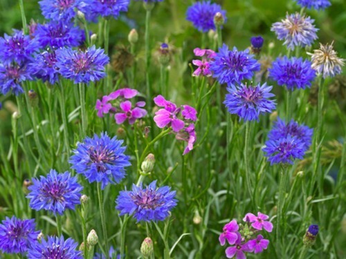 此花是象征了幸福的花,经过时间的变化,它也变得越来越美丽