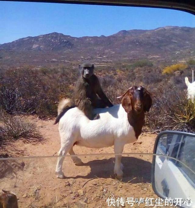 |网友分享的25个奇怪而搞笑的事情,你看过几件?