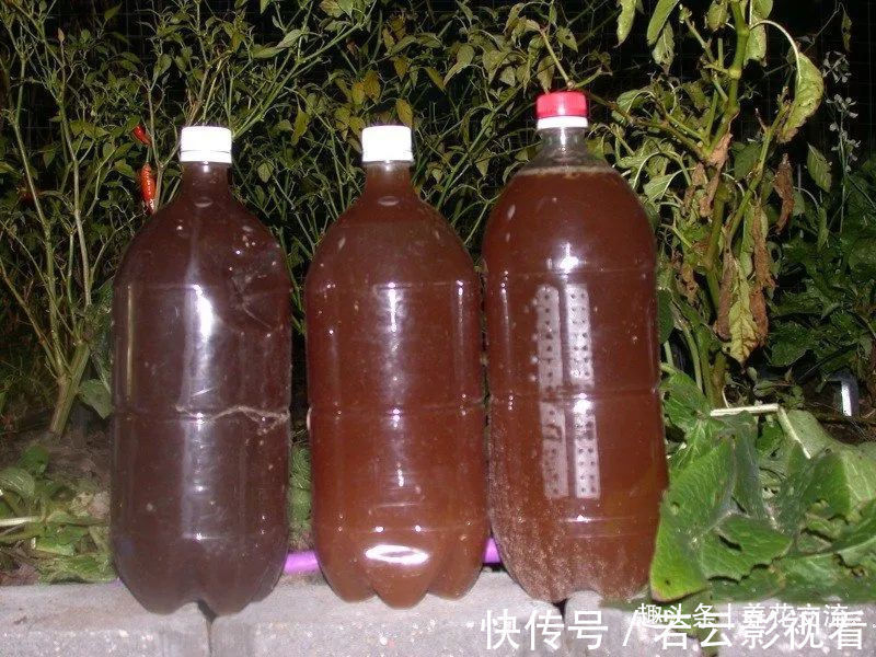 堆肥土|栀子花、茉莉、茶花和杜鹃养不好？两种矾肥水制作配方贡献给你