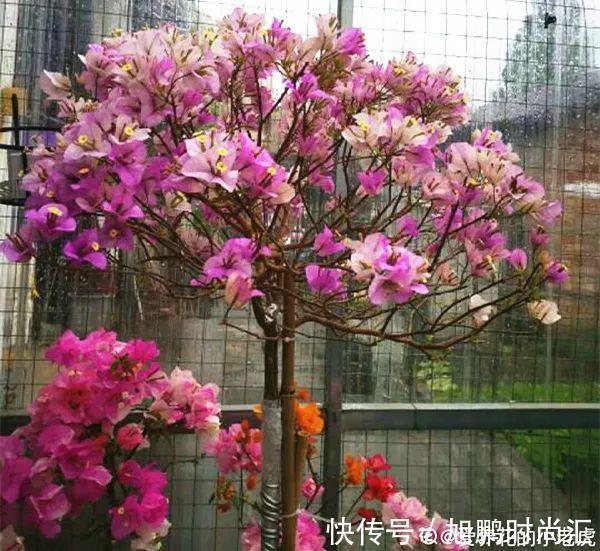 30种夏天花,热不死、晒不死,大半年都开花,还没病虫害