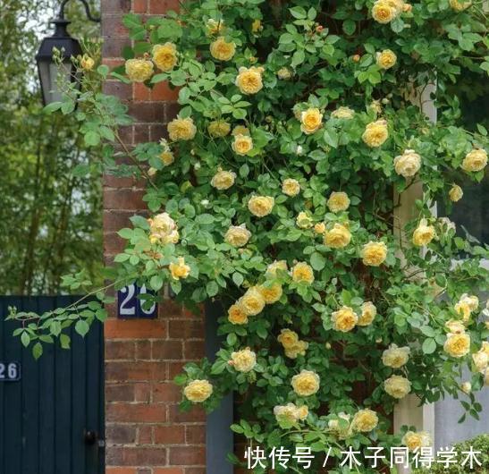 欢笑|种草黄色系月季，它绝对是一个开花机器