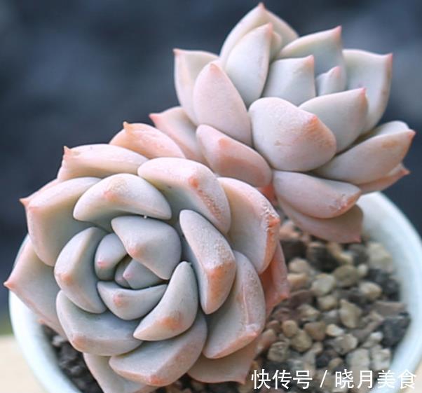 盘点7种易爆盆的多肉植物,轻轻松松养出一大盆,成就感满满