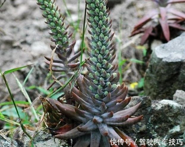 这多肉最爱长房顶,农民看见就除,恨之入骨,殊不知有大作用!