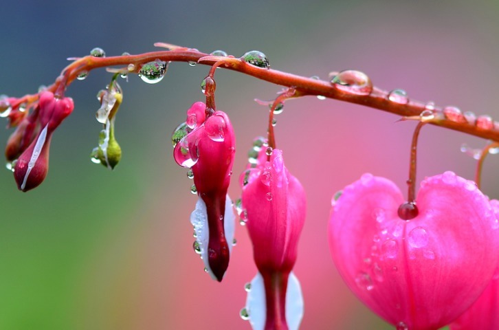有一种垂钓花，看起来很好看且有趣，就像是一个个的小荷包