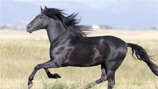 进口|宋朝从 “进口”战马,到王朝覆灭,学者:历史教训绝不能忘