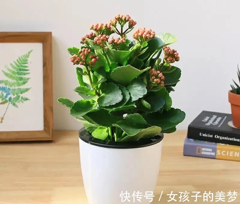 长寿花|长寿花有点“怪”,施点“餐桌料”,叶绿花又美,特别漂亮