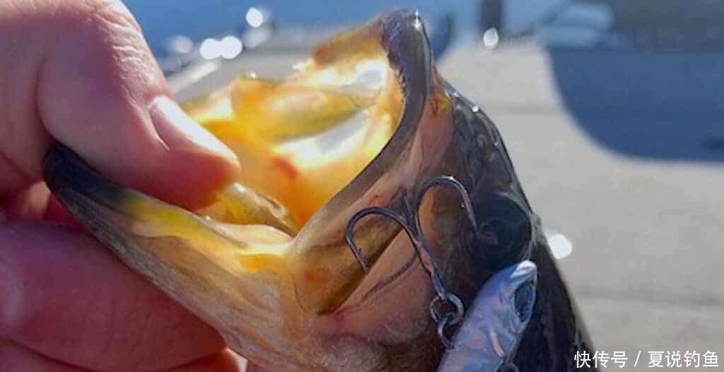 路亚钓：天气预报提高钓技，钓获更多