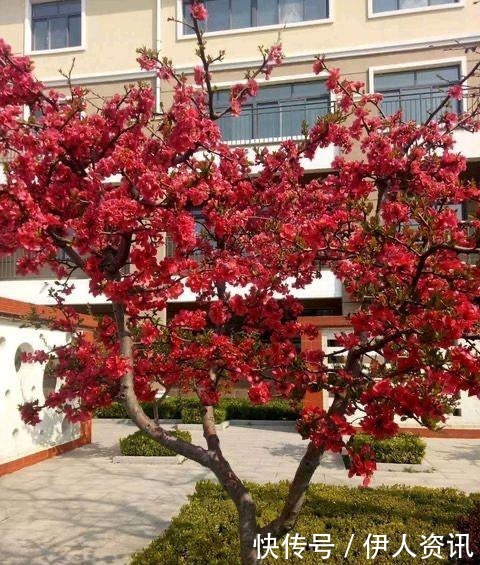 一种花叫“木瓜”,耐寒好养,开花漂亮,春季开满枝,比玫瑰美