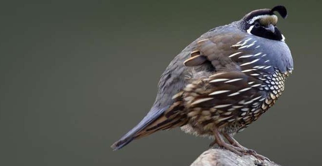 维生素d|鹌鹑蛋这样吃比千年人参还补人,不知道实在太可惜