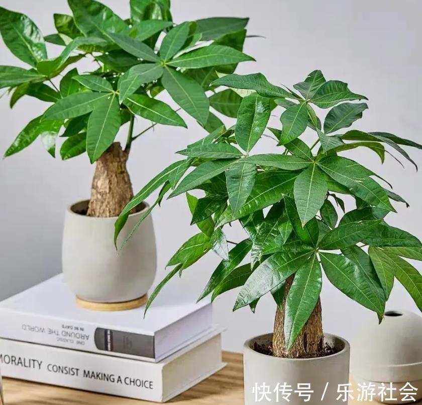金边瑞香|养花六年,4种花一直不舍得扔,我有喜欢它们的理由