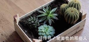 白牡丹|叶插,浇水,渡夏,多肉新手入门问题看这一篇就够了