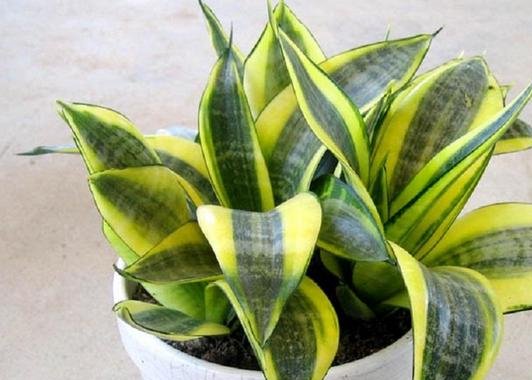 虎皮兰不冒芽？扒开土瞅一瞅，小芽一个个，长了一大盆