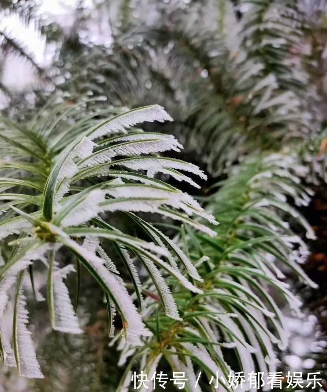 贵州|快看！贵州黔东南雷公山上处处银装素裹，风景美翻了……