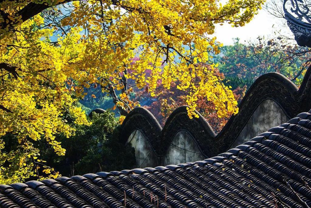 惠山|美到爆！惠山寺前600多岁的古银杏，黄了！