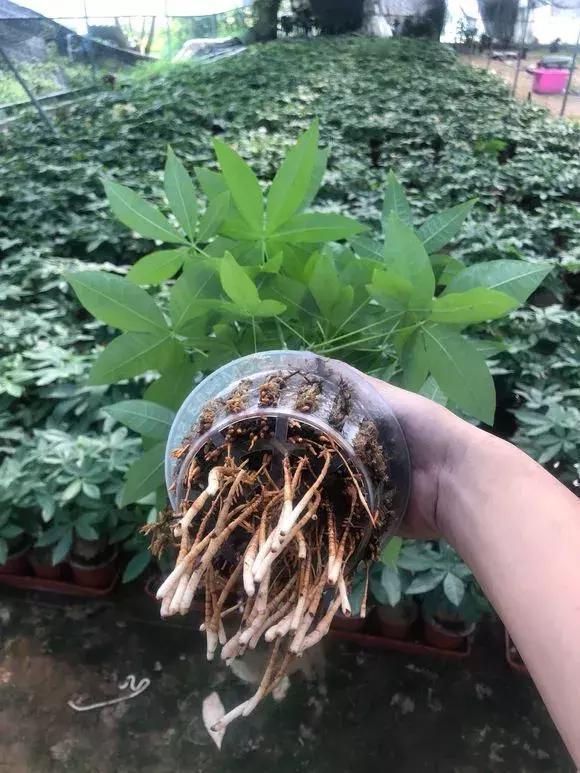 发财树|发财树黄叶烂根,切1刀丢水里,反而长得欢,2周狂冒大白根!