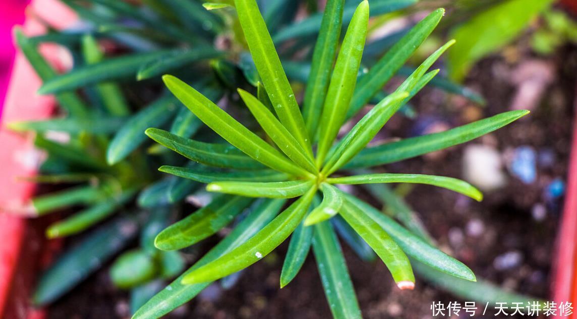 家中若有带院子的房子,建议栽种3种观赏树,小投入,大收获