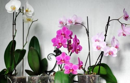 养殖兰花时，谨记僵苗的6个原因和救治办法，解决好了，苗壮芽旺