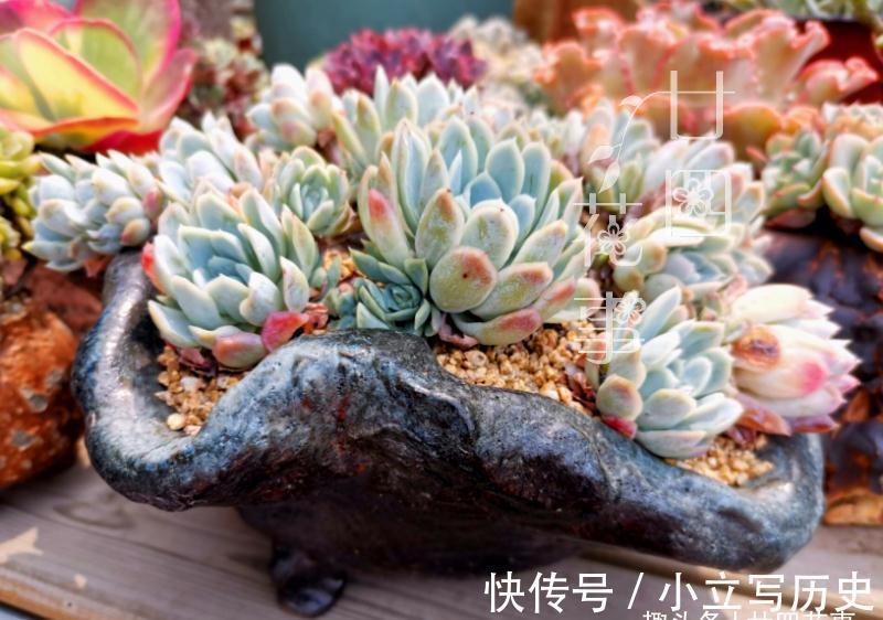养多肉七八年，发现还是这样的花盆好使，透气易控水，好上色不烂