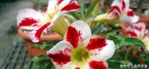 沙漠|沙漠玫瑰,掌握这些,长得既好看,又霸气