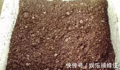 营养土|月季长得好不好配土很关键,这种配土方法比买的营养土都好用!