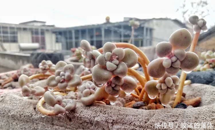 如莲似花,美好心情由你而始!