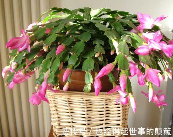 蟹爪兰干瘪瘪别急！就用2招，叶片杠杠厚，油绿锃亮花爆满
