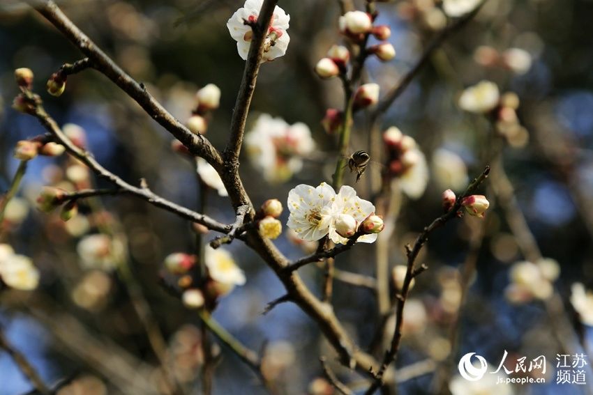 无锡梅村：再看梅花俏枝头