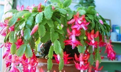 3种过期药片,可不能扔了,可是养花宝贝,肥效强10倍