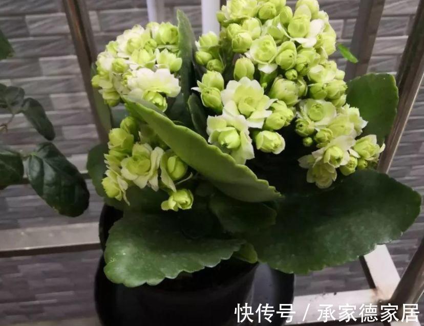 秋冬养花赏花，不如就盆栽这3样，低温天开花又多又美