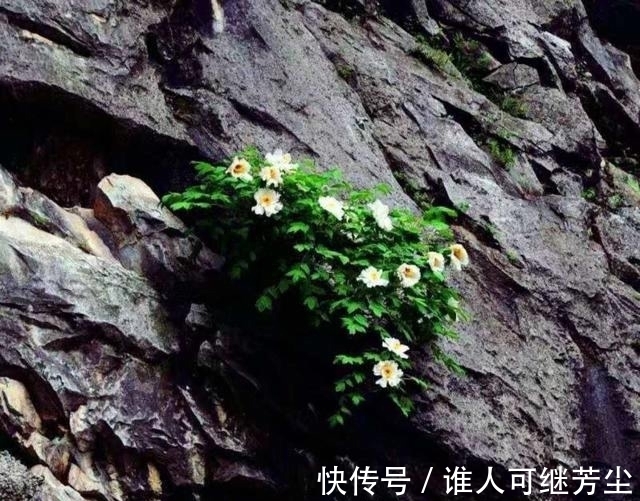 中国的“天下第一奇花”，有千年花龄，还能预测旱涝情况！