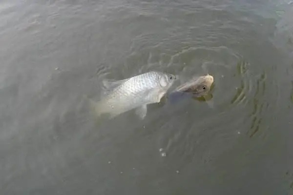 找对鱼层,钓鱼事半功倍!这些找鱼层实用技巧分享给大家!