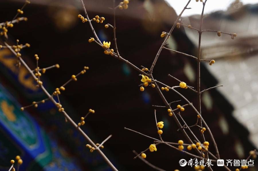 暗香|壹图集｜泰城五处赏梅寻香地盘点，不容错过的暗香涌动