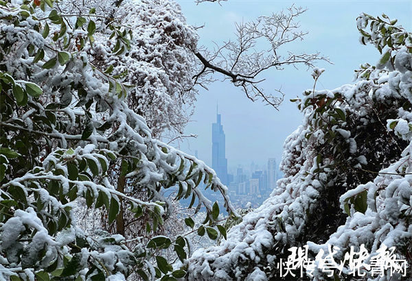 紫金山顶|雪没爽约！南京紫金山顶一夜披上冰雪“新装”