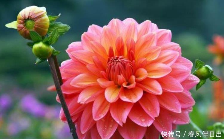 4种花就适合现在养,花朵多、花期长,新手懒人都养得好!