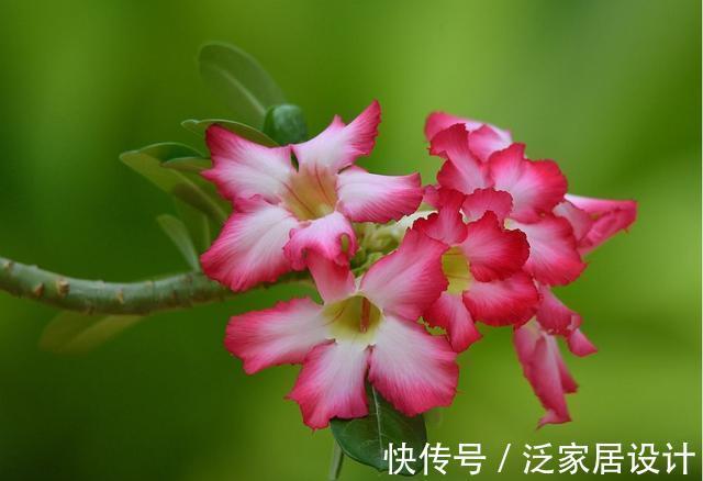 四季|农历7月23号起，最适合养这些花，花儿满盆蹿，四季繁花似锦