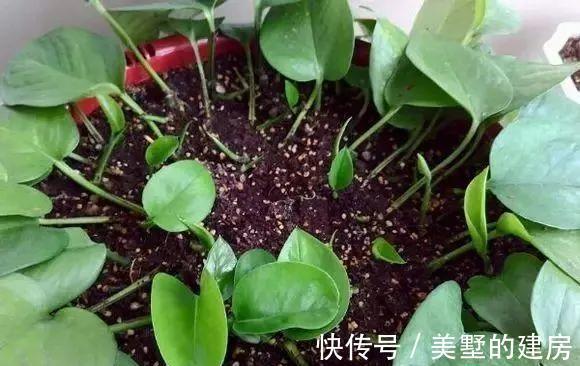 太阳花|6种“漂亮花”,七月快扦插,38度下,越热越生根,繁殖几十盆